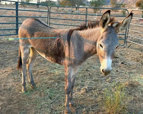 Burro Recovering After Recent Projectile Strike on Free-Roaming Asses in California