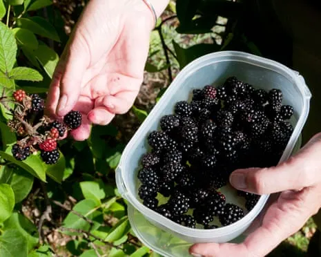 In Search Of: Tasty Pastries to Utilize a Abundance of House-Made Jam