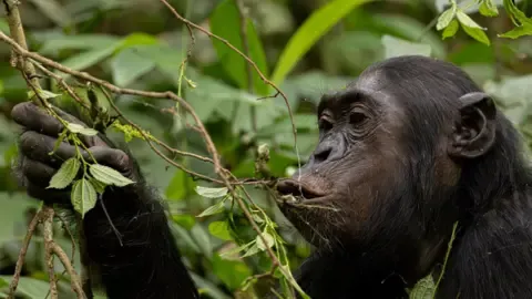 Apes Consuming an Amount Equal of a Beer Per Day from Fermented Produce, Research Shows
