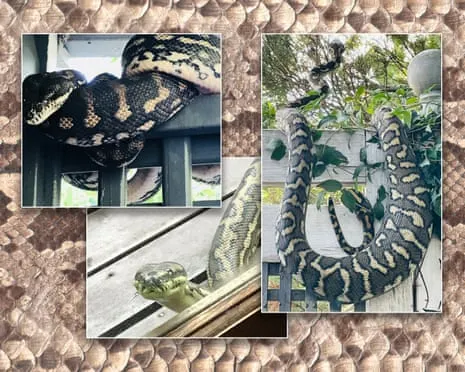 Accepting the Snakes in My Ceiling: An Evolution from Anxiety to Admiration
