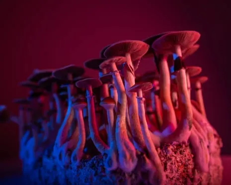 On Drugs by the Author: A Philosophical Guide into Consciousness Expanders
