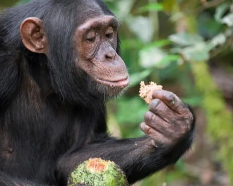 Apes Drink Everyday Alcohol Comparable to a Pint from Fermented Fruit