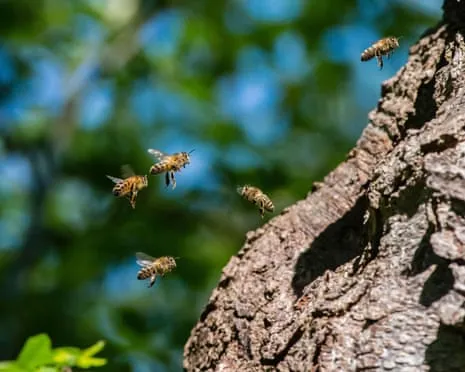 Why Protecting Honeybees Could Negatively Affect Other Pollinators