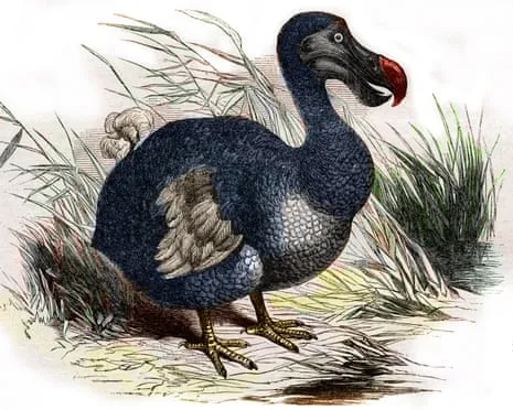 Scientists State They’ve Made a ‘Key Milestone’ in Resurrecting the Flightless Species for the First Time in 300 Years